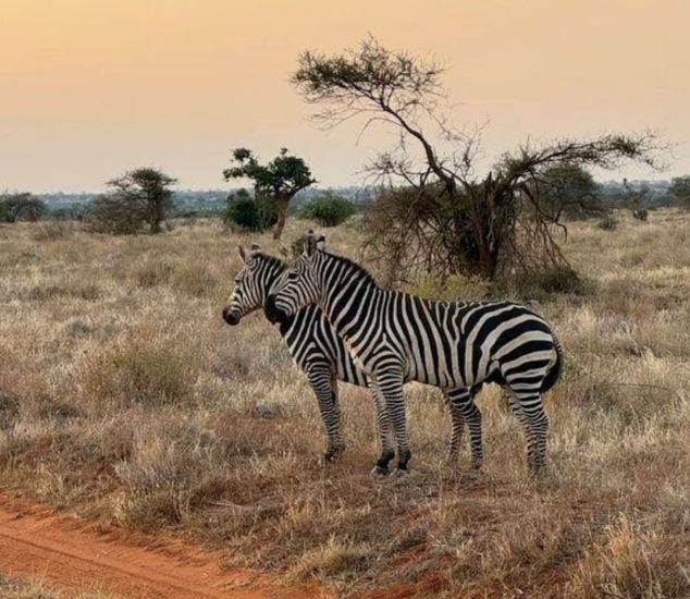 Ranthambore