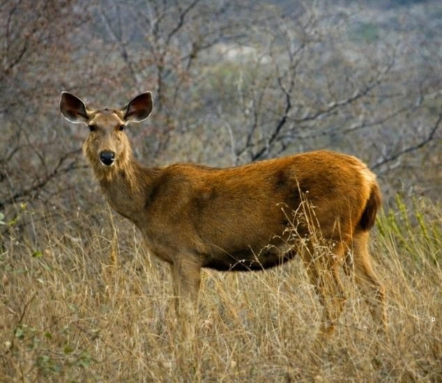 Ranthambore